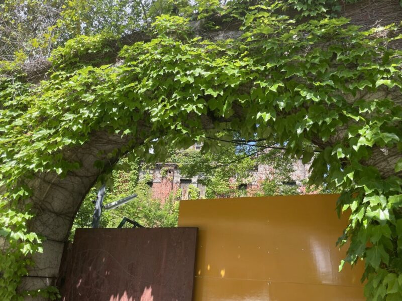 蔦に覆われた旧化学分析場の入口（京橋口側）